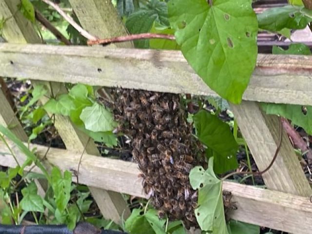 adur-pest-control (13)-kireth-ai